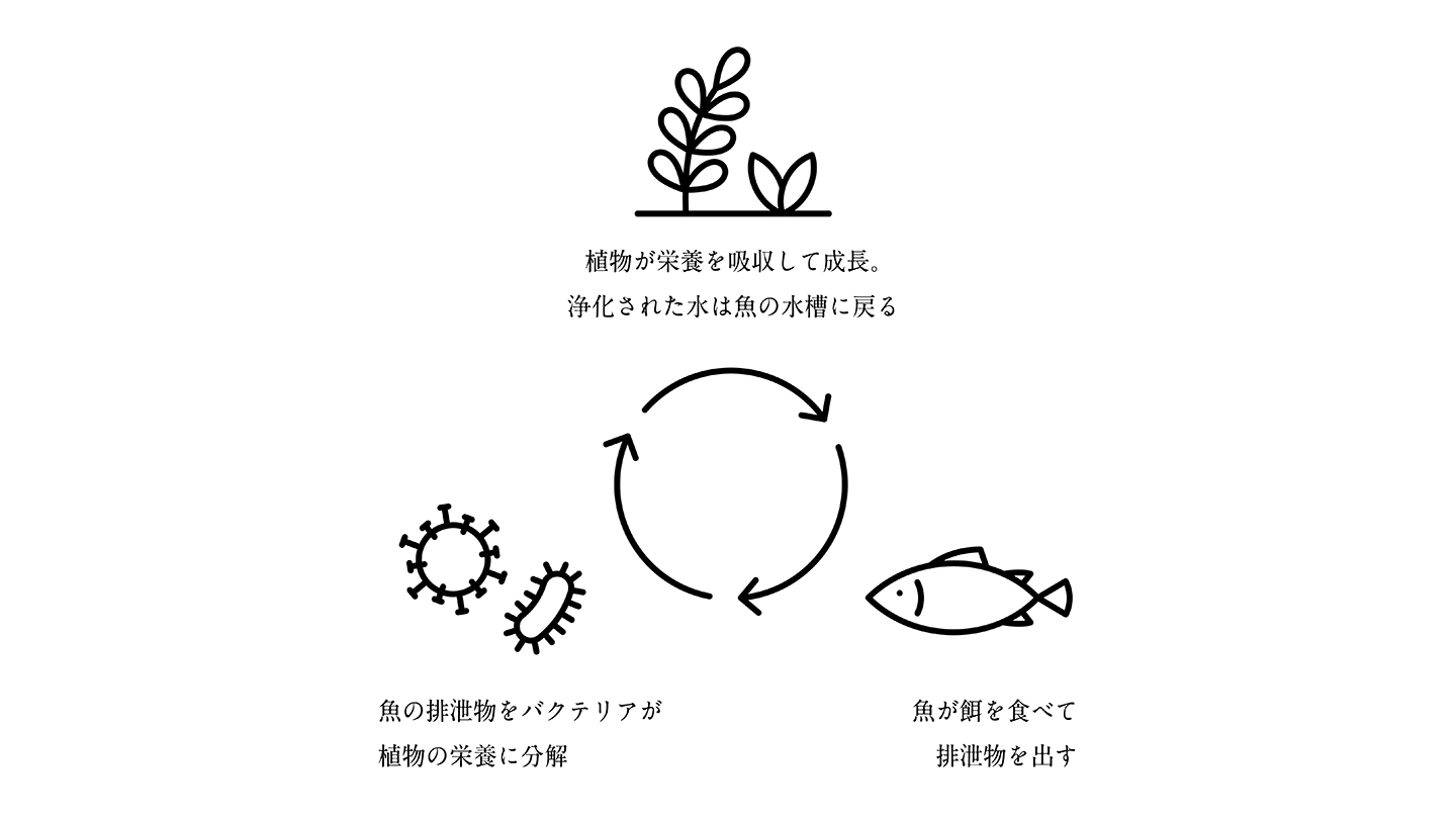 農薬や化学肥料、除草剤を使用していない環境に優しいアクアポニックスは、次世代の持続可能な循環型農業として注目されている