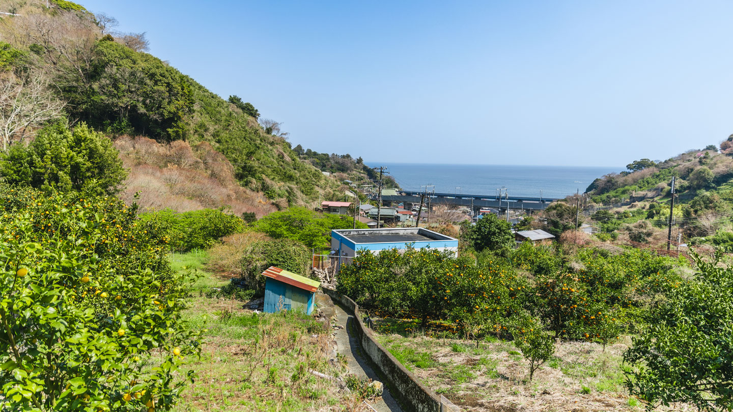 小田原・柑橘農園
