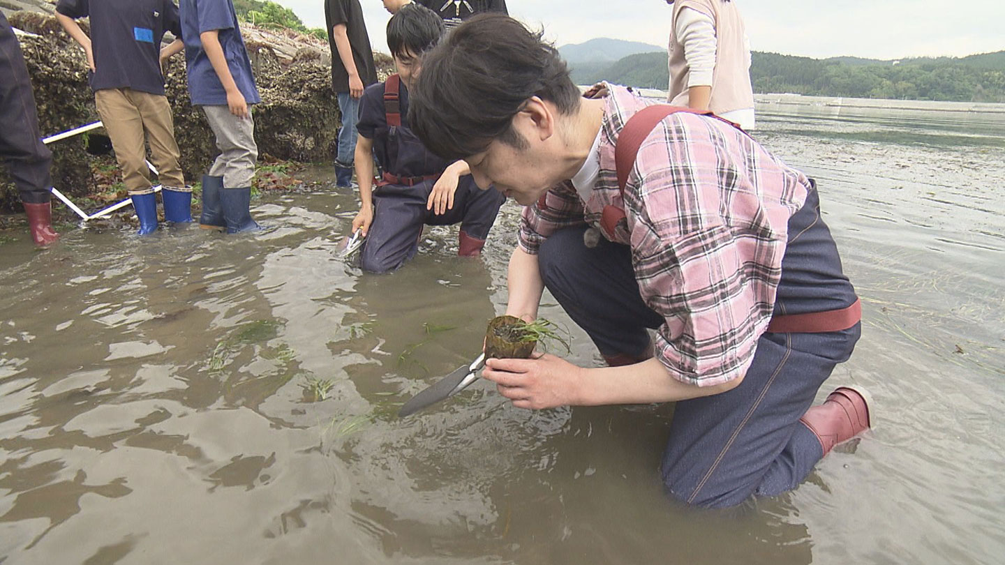 地域団体と協力し、海岸にアマモの苗を植える田中さん