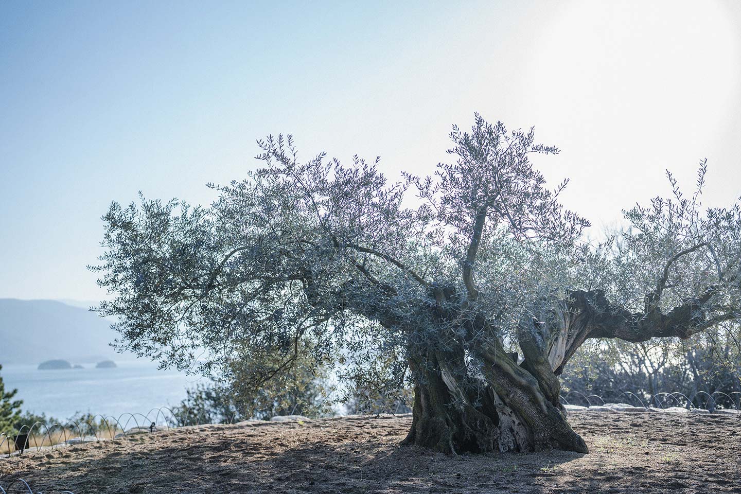 海を見渡せる丘の上に立つ、大きなオリーブ大樹