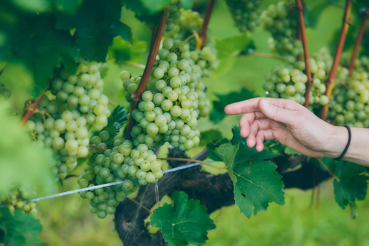 NIKI Hills Wineryのブドウ畑