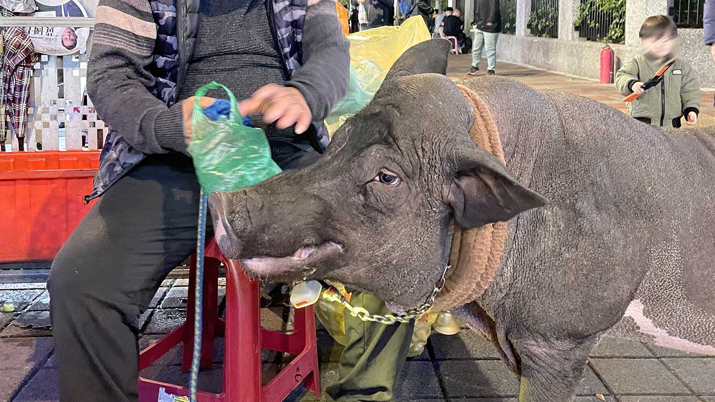 寧夏夜市を散歩する名物の豚