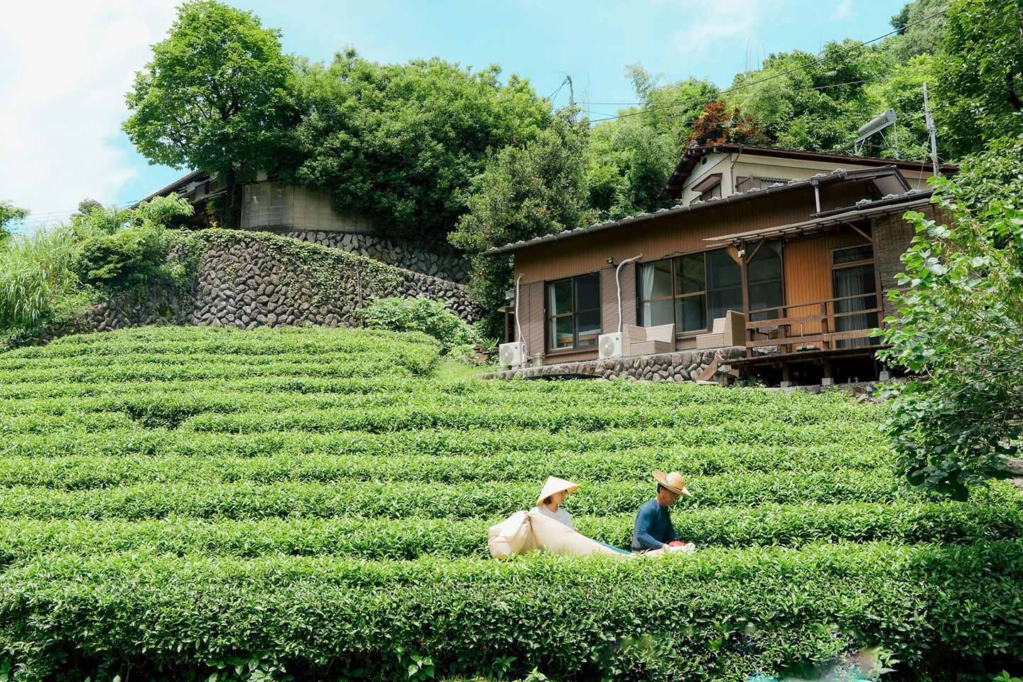 緑の段々畑が美しい茶畑