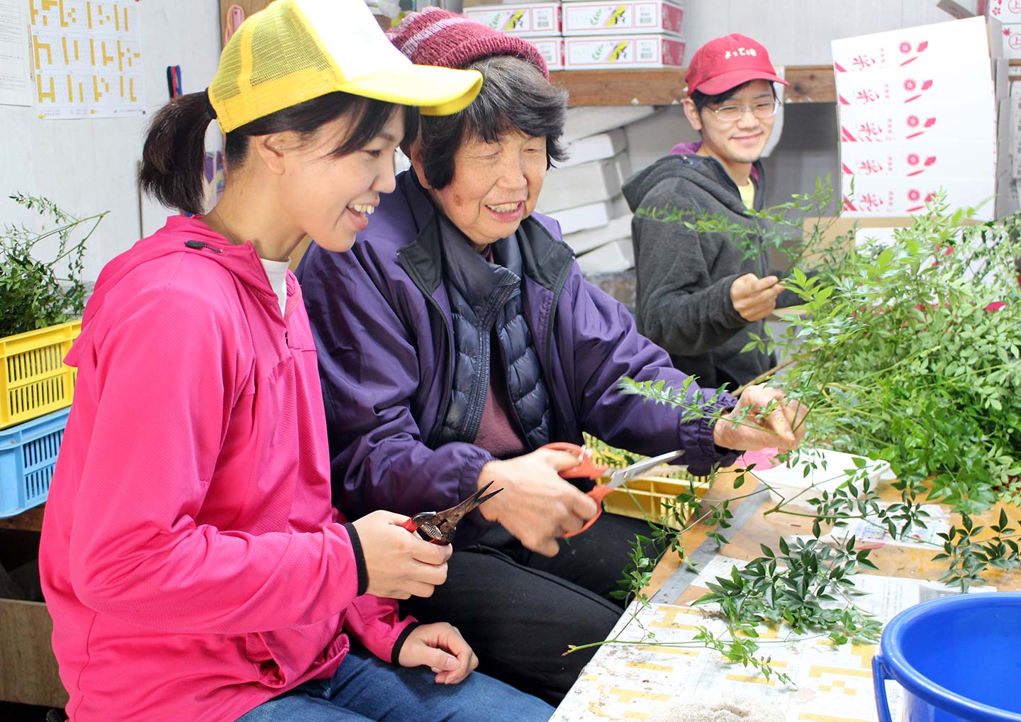 作業場に農家さんと若者2人がいる。農家さんが緑色の葉っぱをでハサミで切っていて、若者がその様子を笑顔で見ている