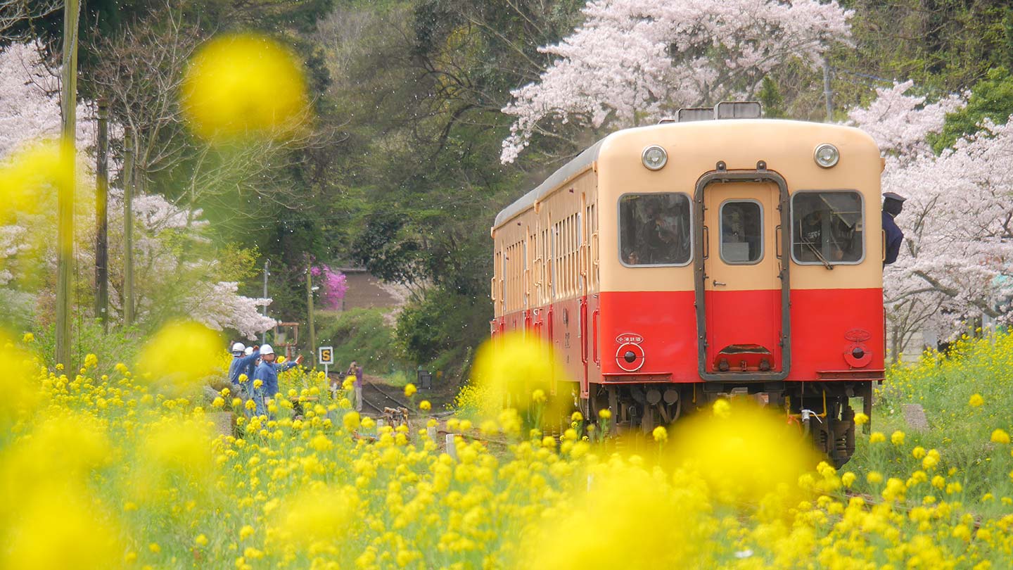 満開の桜と菜の花畑のあいだを、2両編成のレトロな列車が通り抜ける