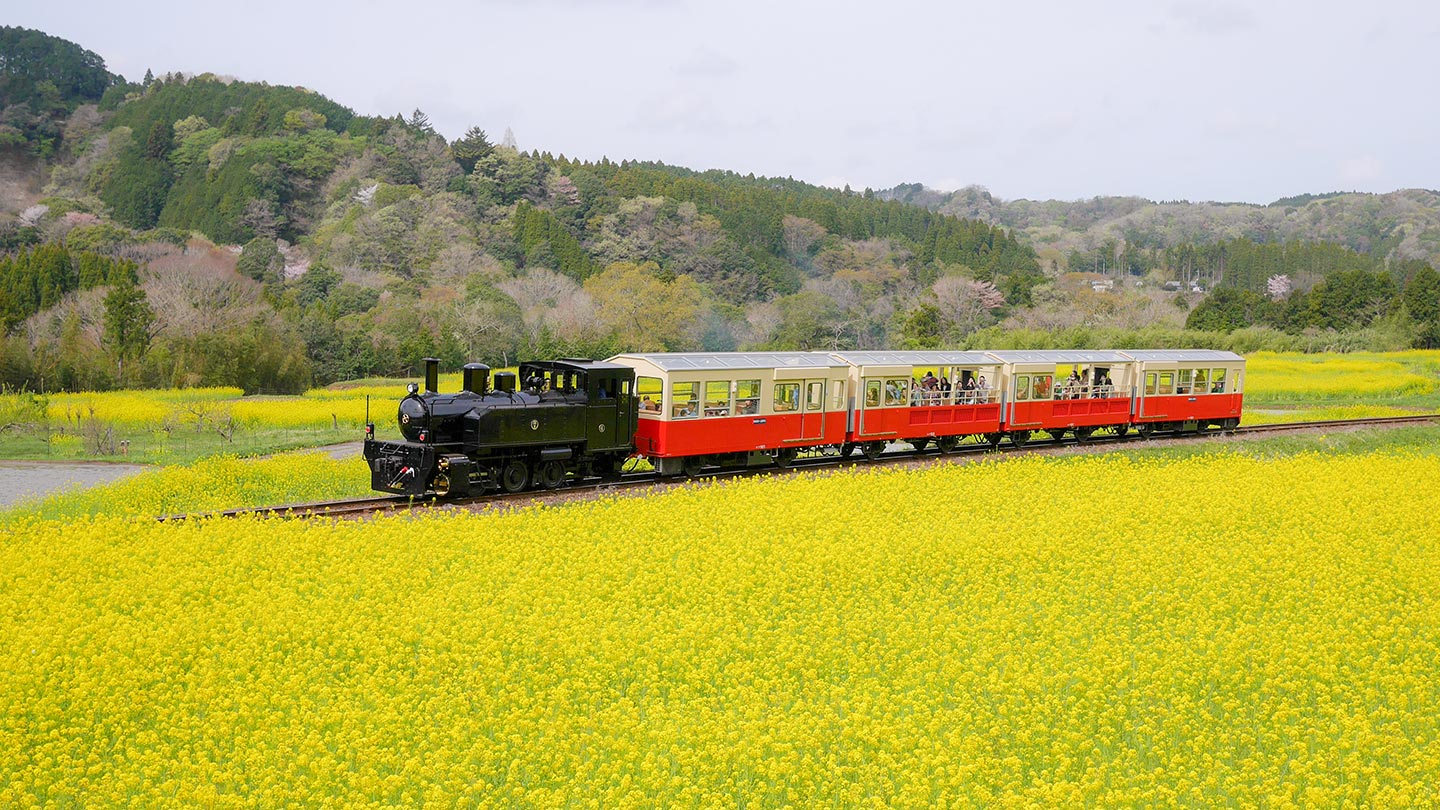 石神菜の花畑を走るトロッコ列車