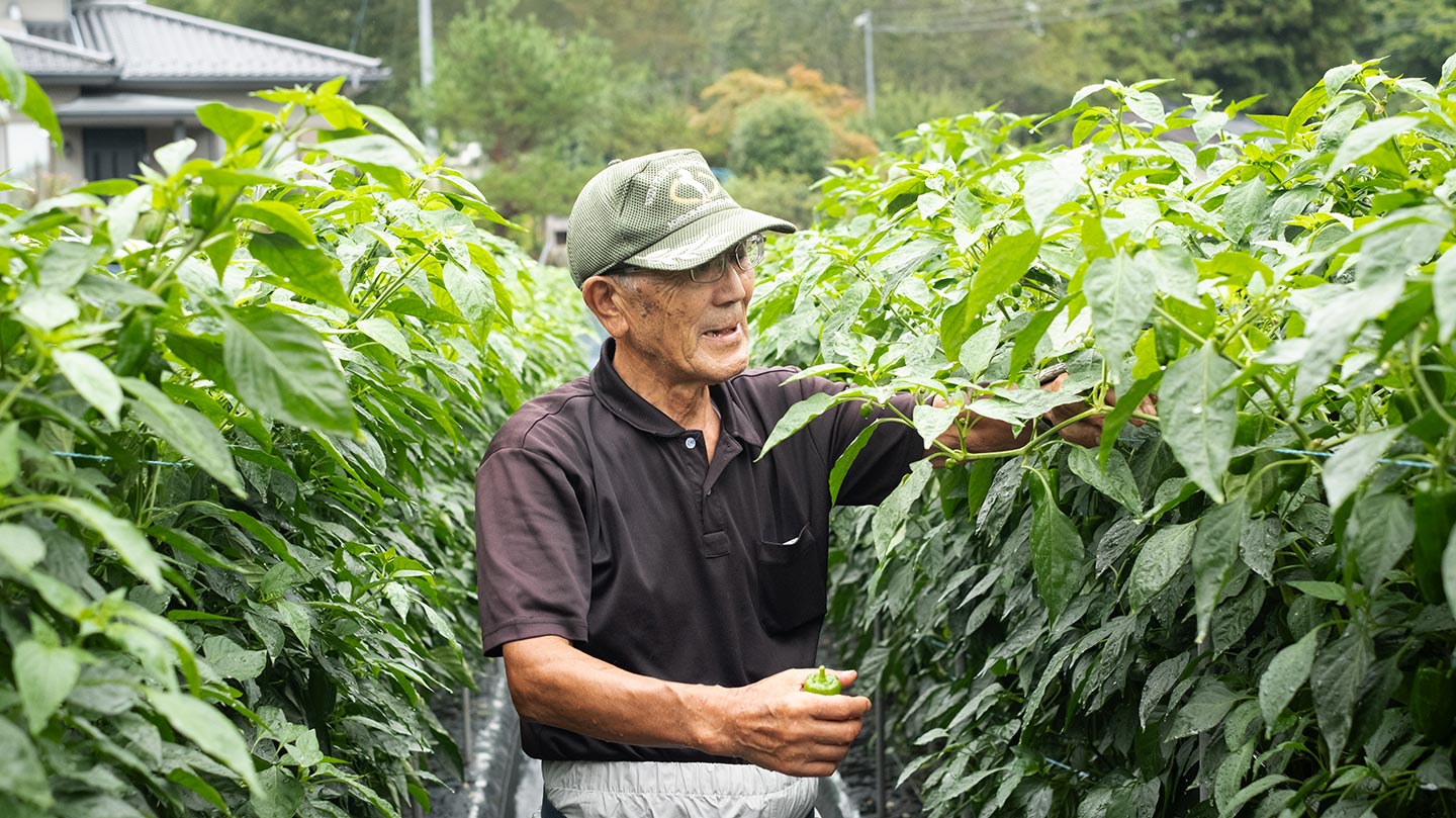 ピーマン畑の中に立つ佐藤修一さん