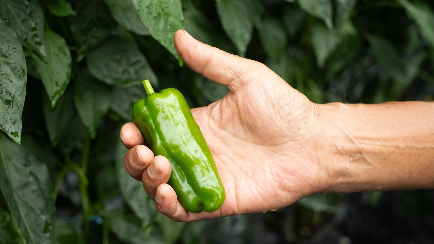 バイオ炭を使用して育てられたピーマン