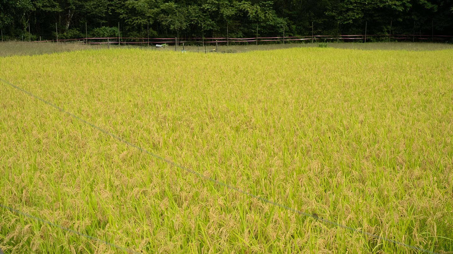 鶏ふんも地産地消？ 岩手県住田町が「循環型農業」でめざす地域経営の
