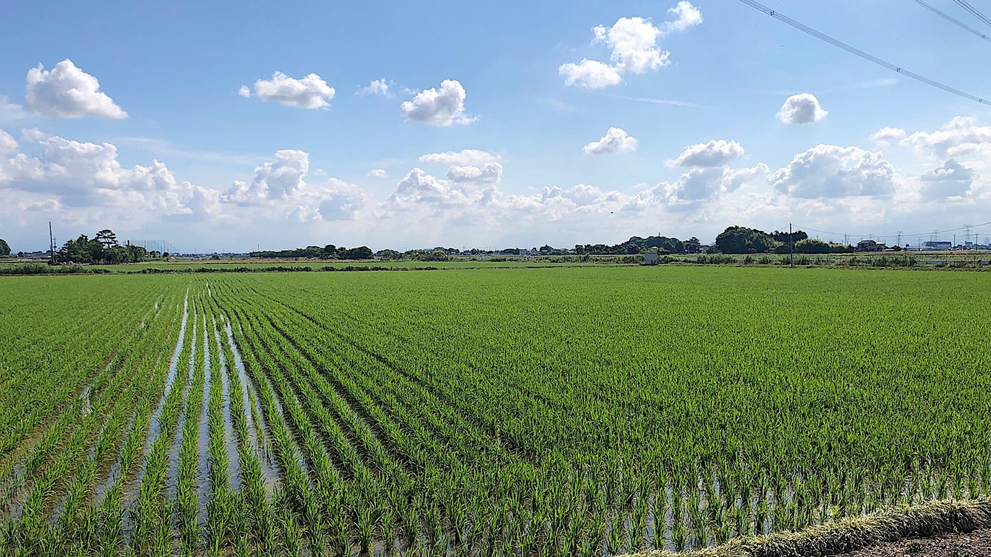緑色の稲の苗が一面に広がっている埼玉県内の田んぼ