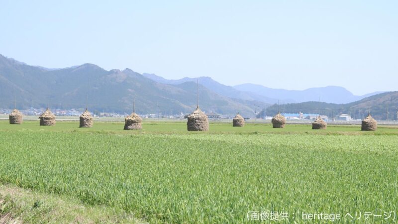 田んぼに複数のわらぐろが点在している