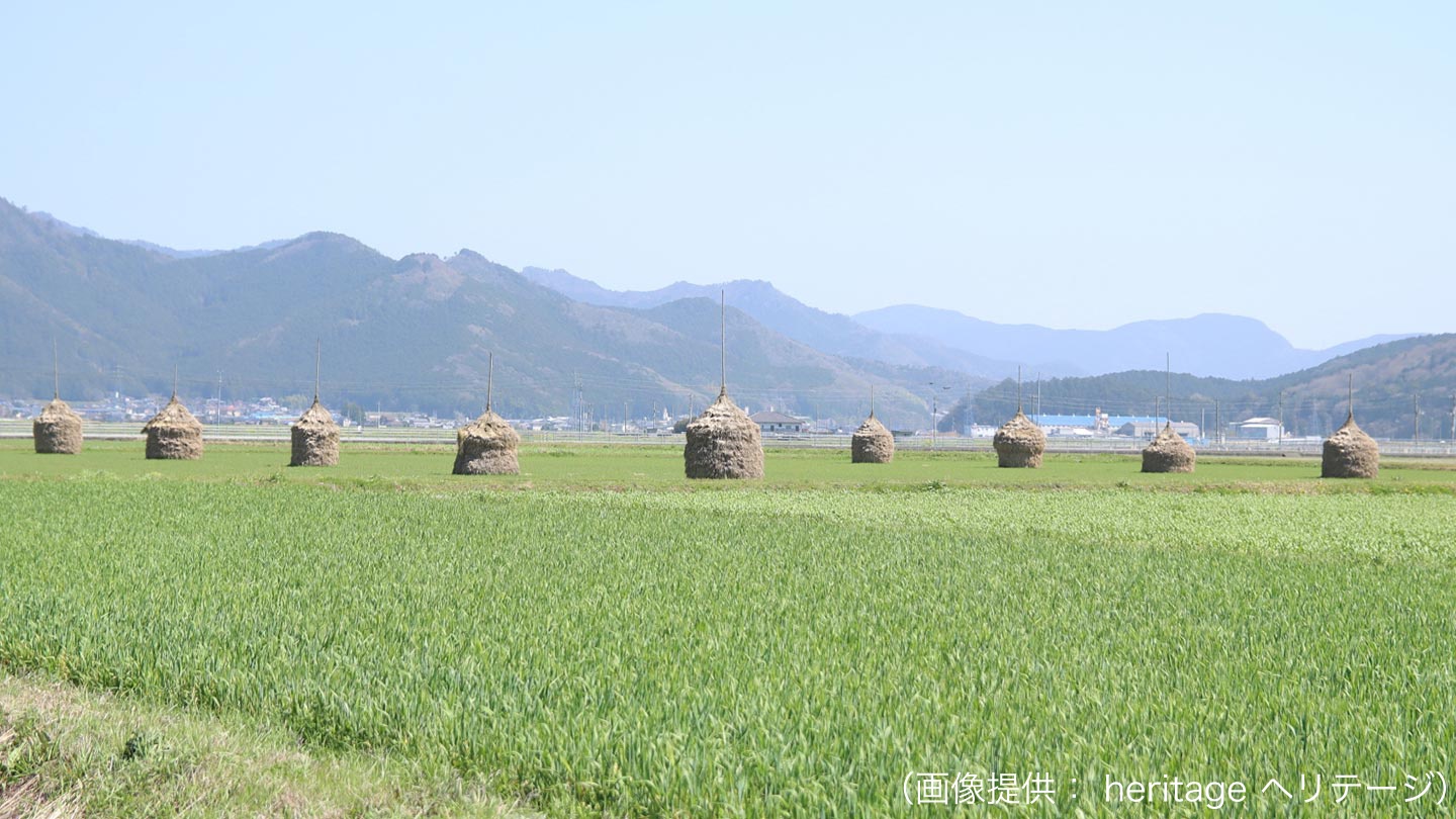 田んぼに複数のわらぐろが点在している