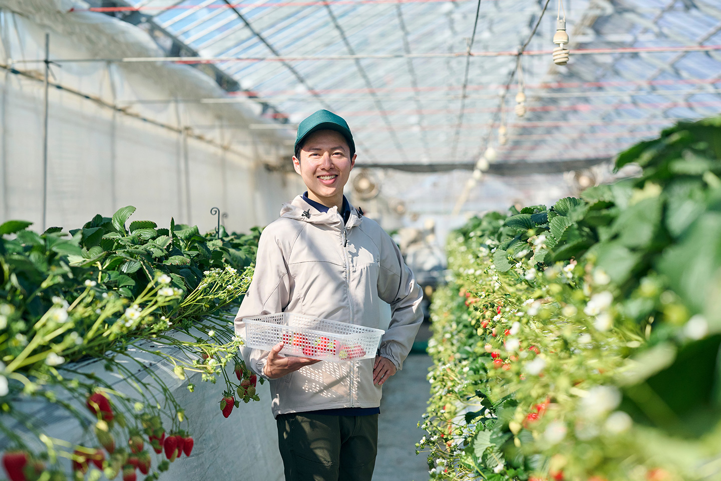 ビニールハウスの中で、イチゴの入ったカゴを手に持って笑っている男性