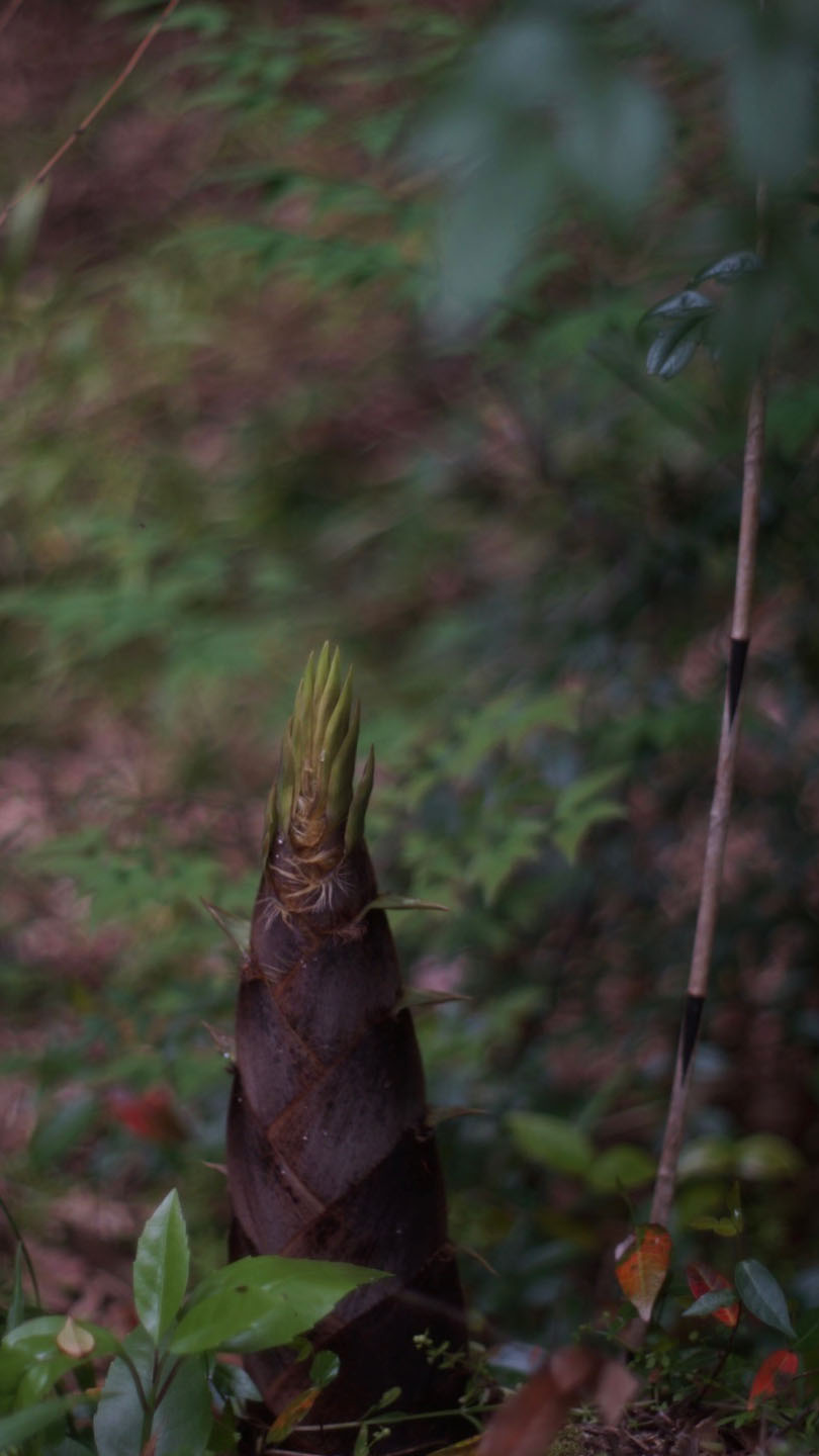 地面から芽吹いたばかりの筍