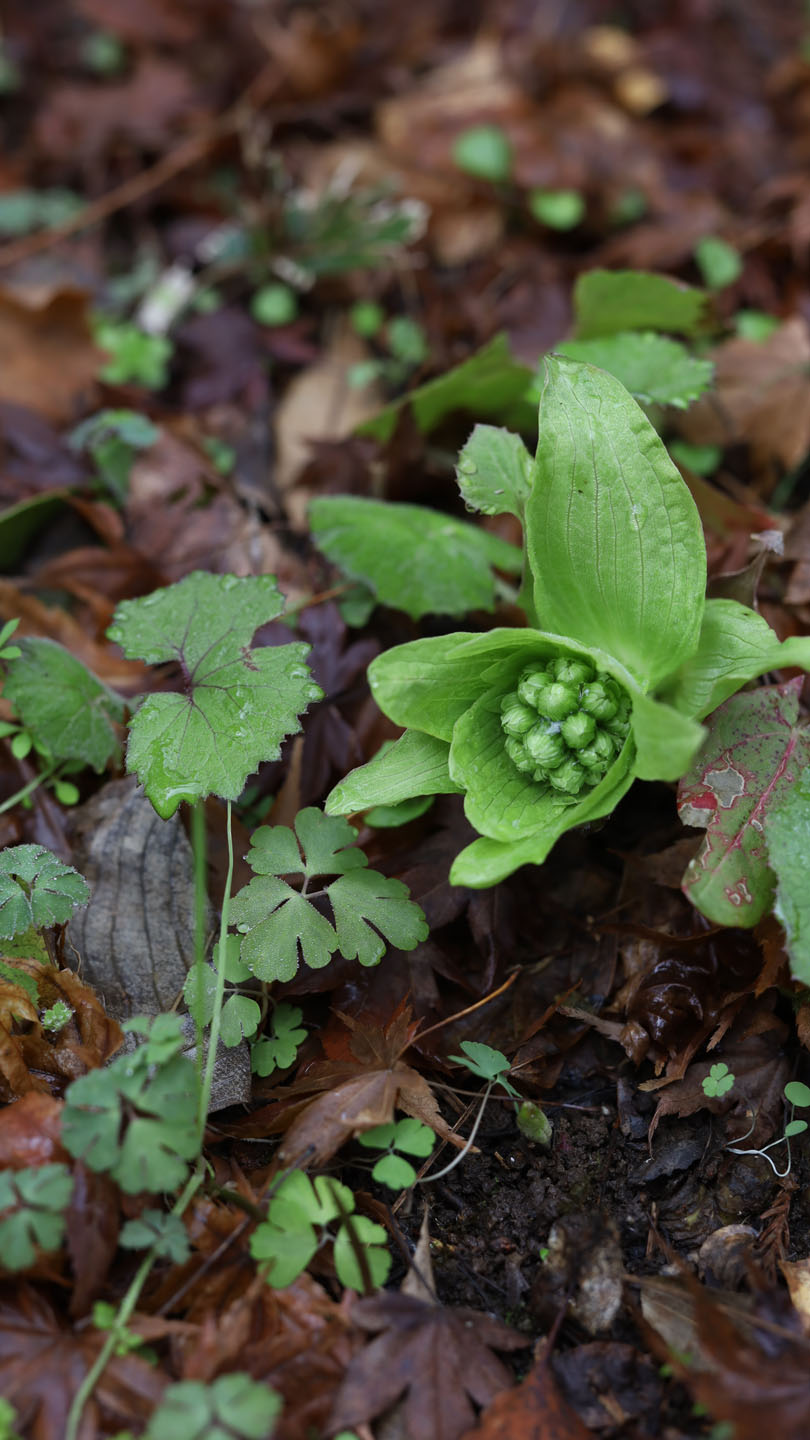 落ち葉の間から顔を出すフキノトウ