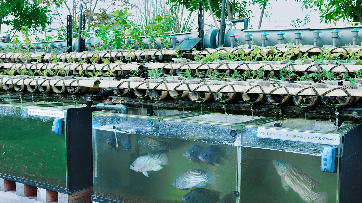 水槽が2台置いてあり、なかで魚が泳いでいる。そのうえで野菜が栽培されている