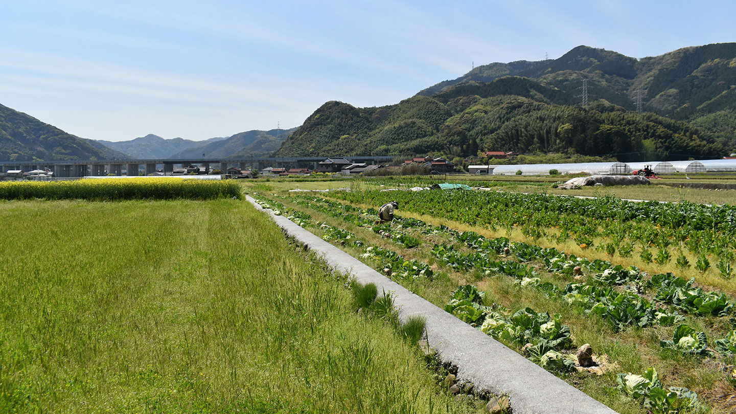 手前に田畑が広がり、奥には山々がそびえる、日本の田園風景
