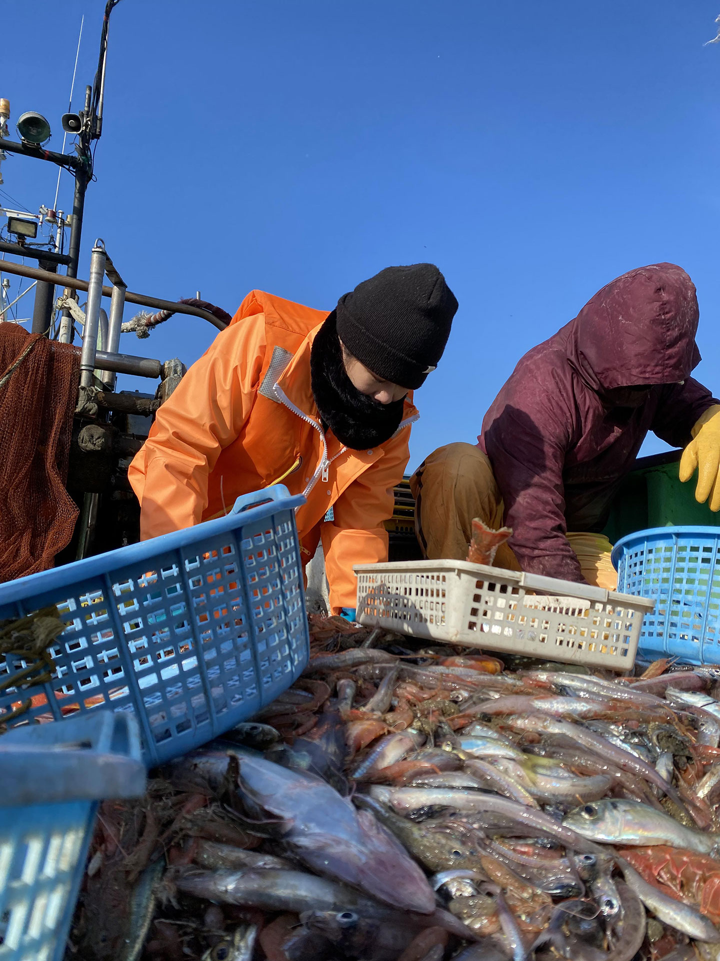 青空の下、大量の魚が水揚げされている
