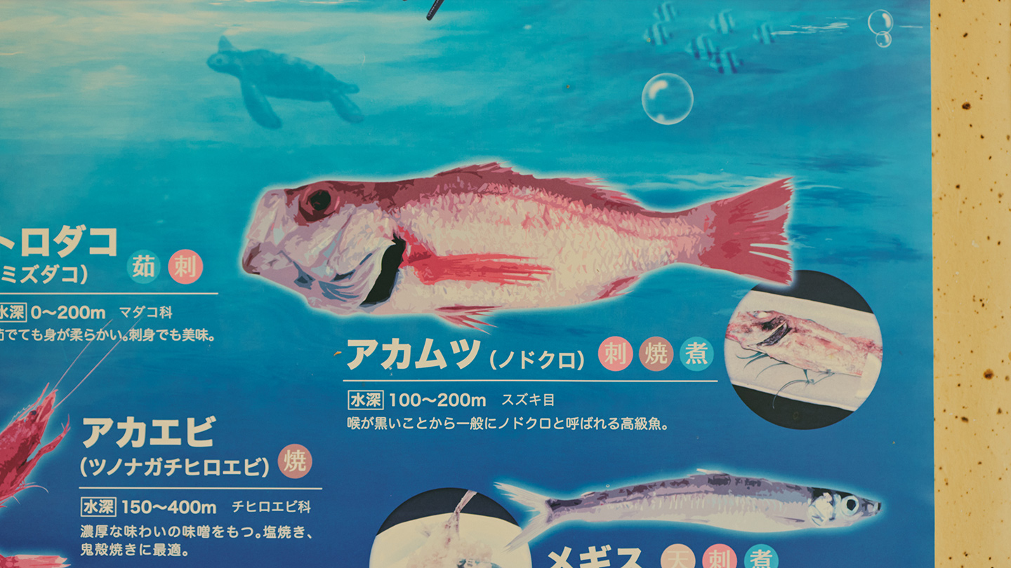 赤と白の体をしたアカムツ（ノドグロ）の写真