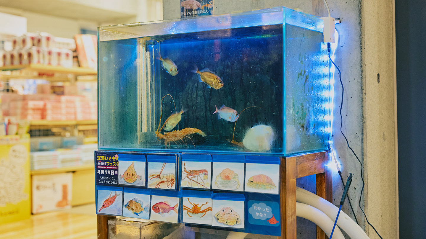 水槽に何匹かの深海魚や海老が泳いでいる様子