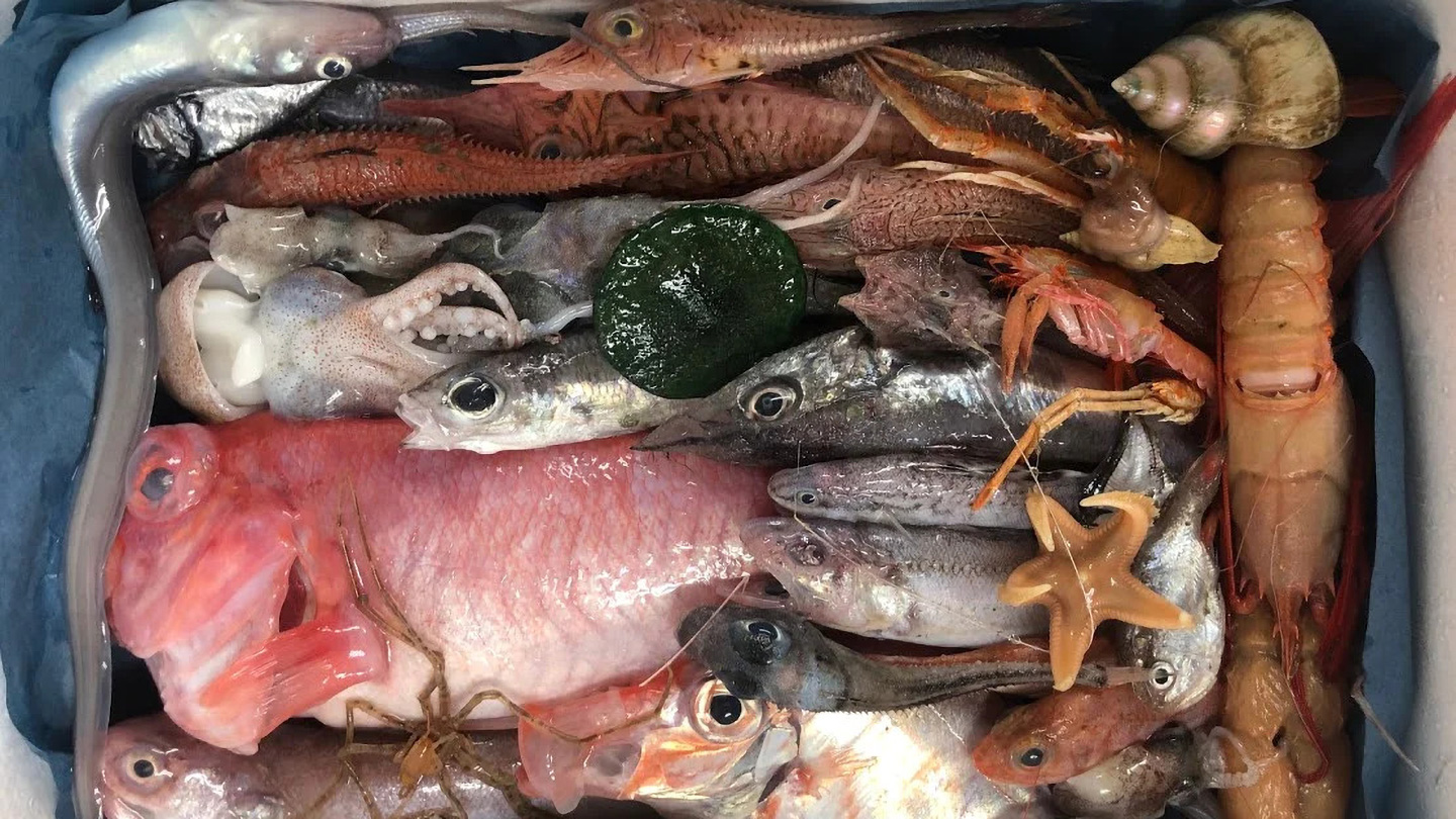 さまざまな深海魚やヒトデ、貝などが詰められたボックス