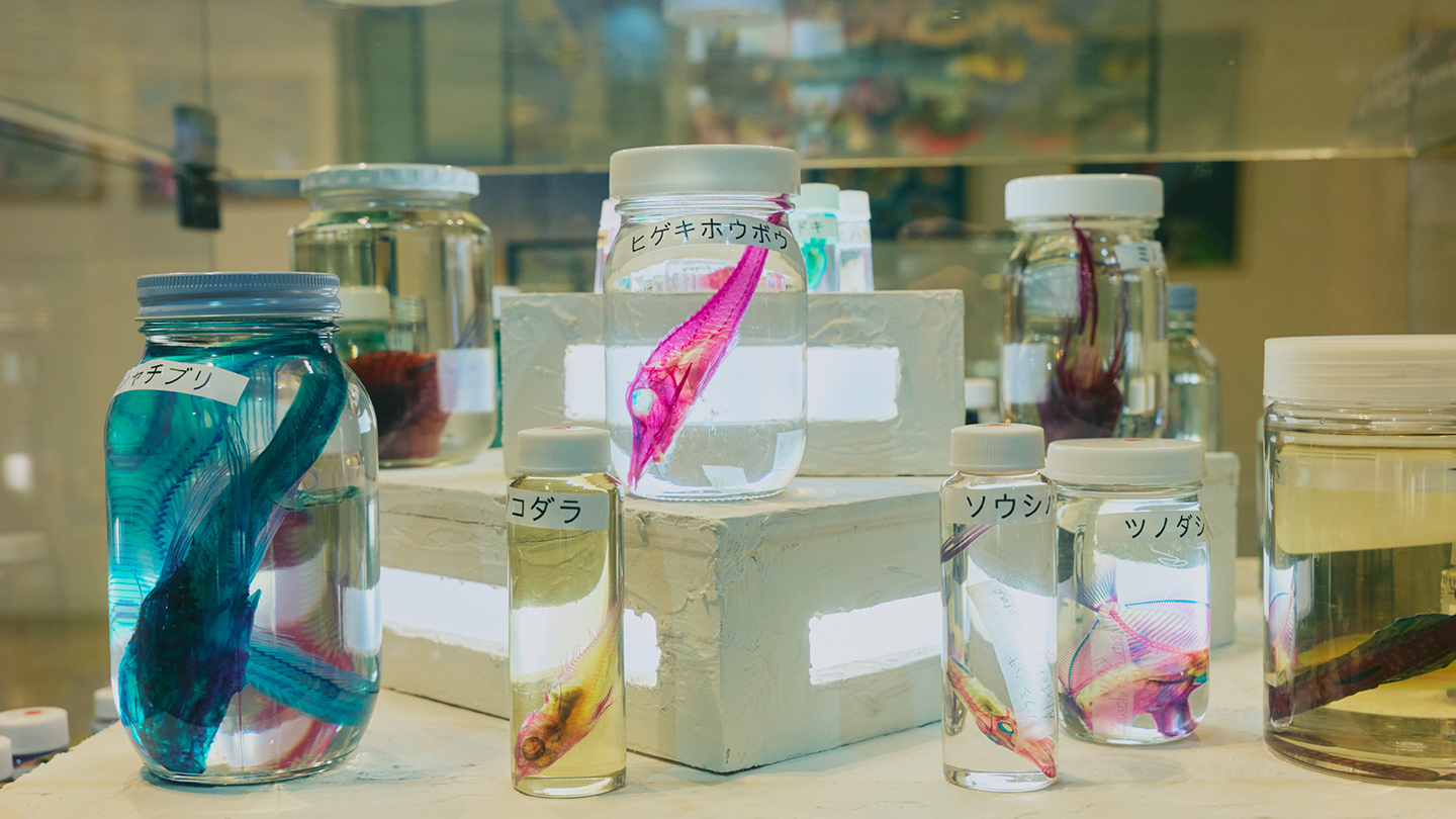 彩色した深海魚を詰めたビンが複数展示されている様子。ビンには深海魚の名前がラベリングされている