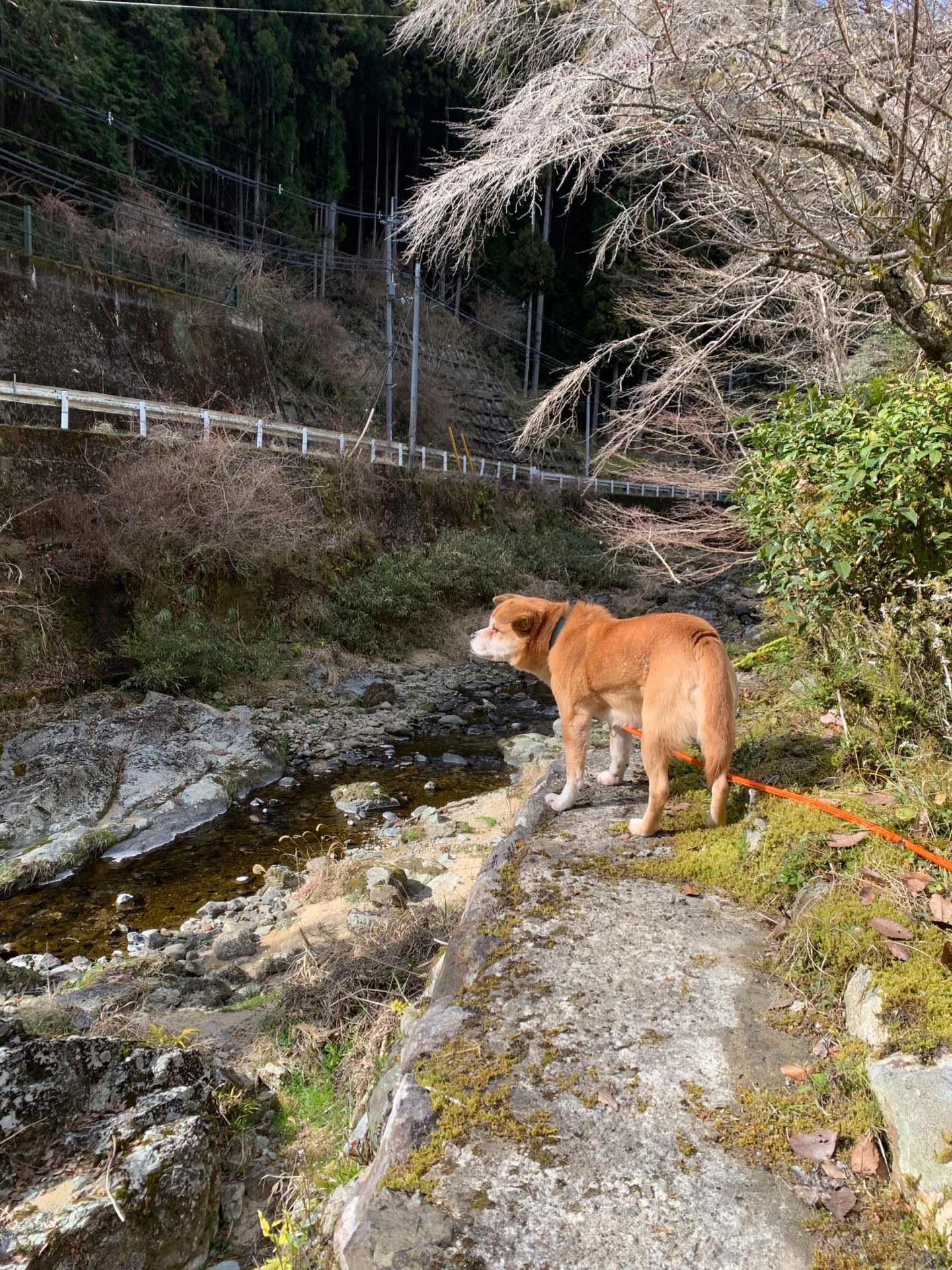 川辺の岩の上に、茶色い犬が立っている
