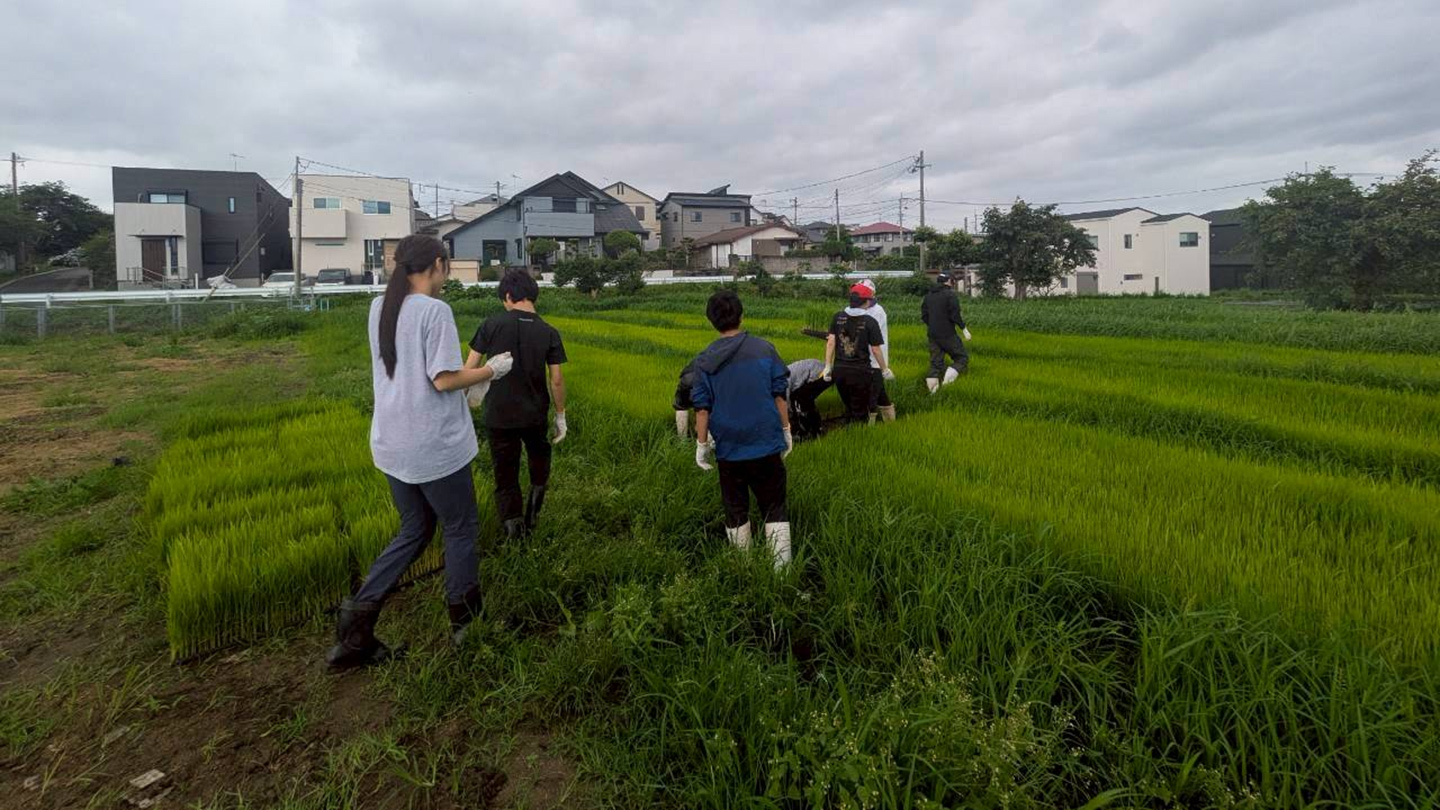 田んぼの中に入って複数人が作業をしている