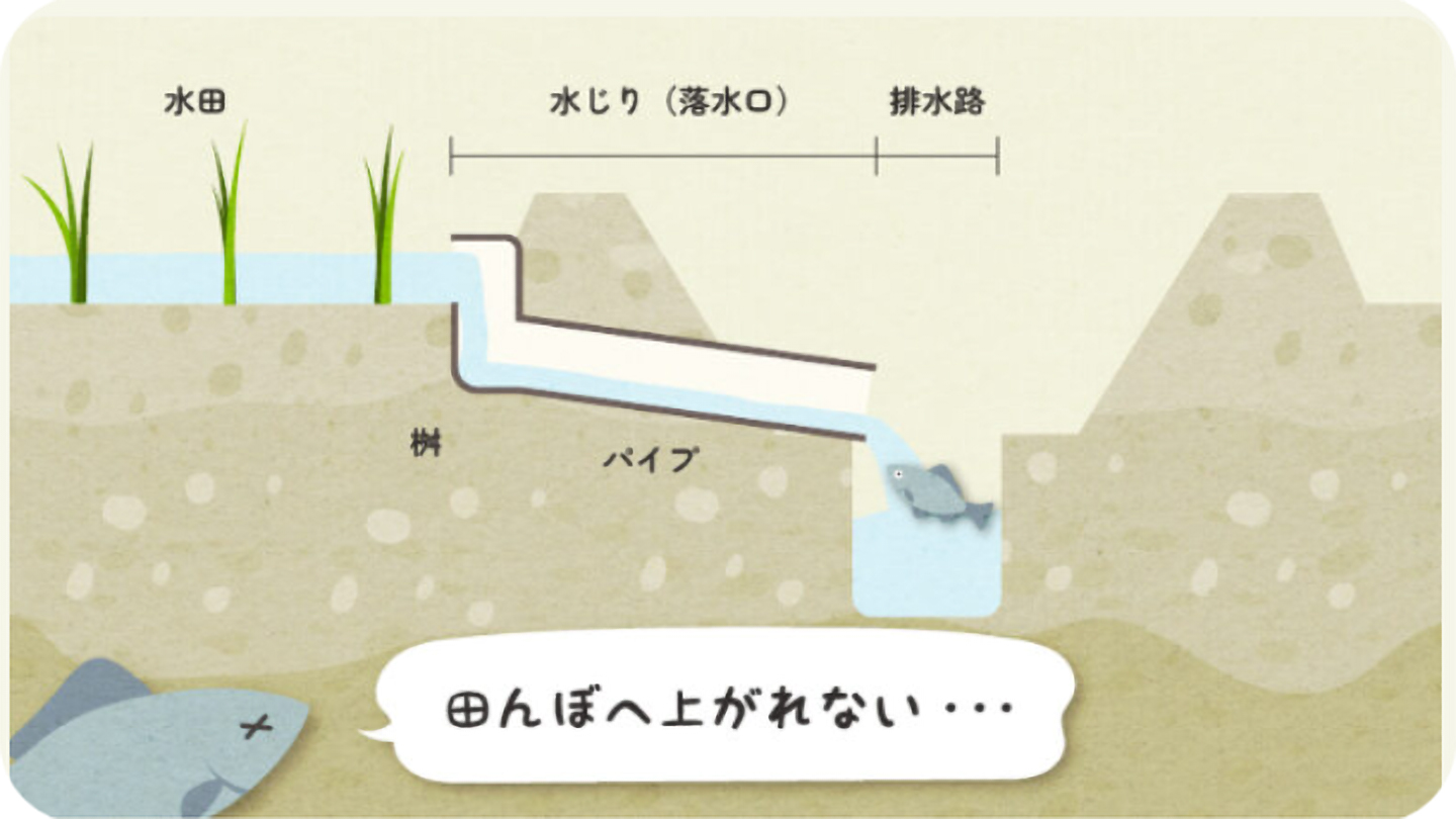 魚が田んぼへ遡上できなくなってしまったイメージ図