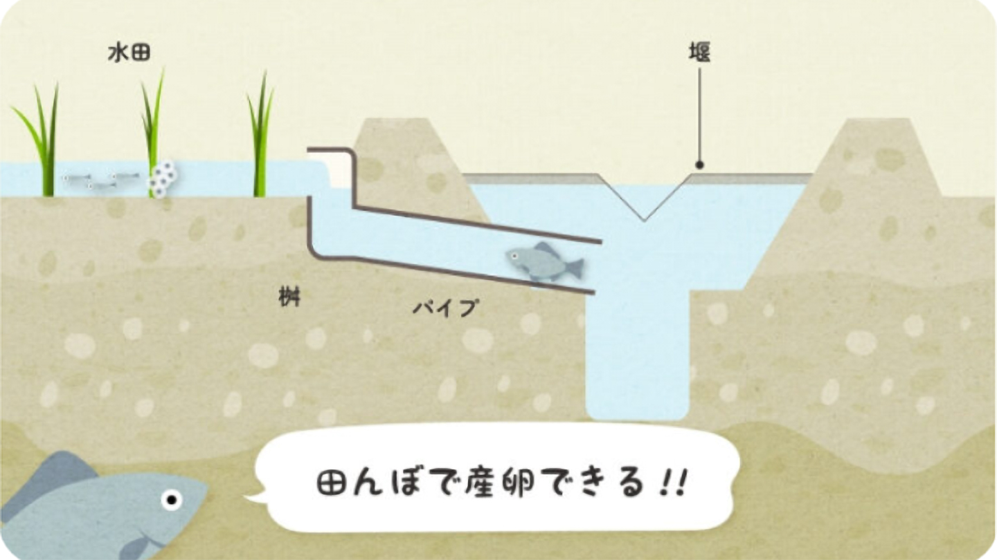 魚が田んぼへ遡上できるように工夫したイメージ図