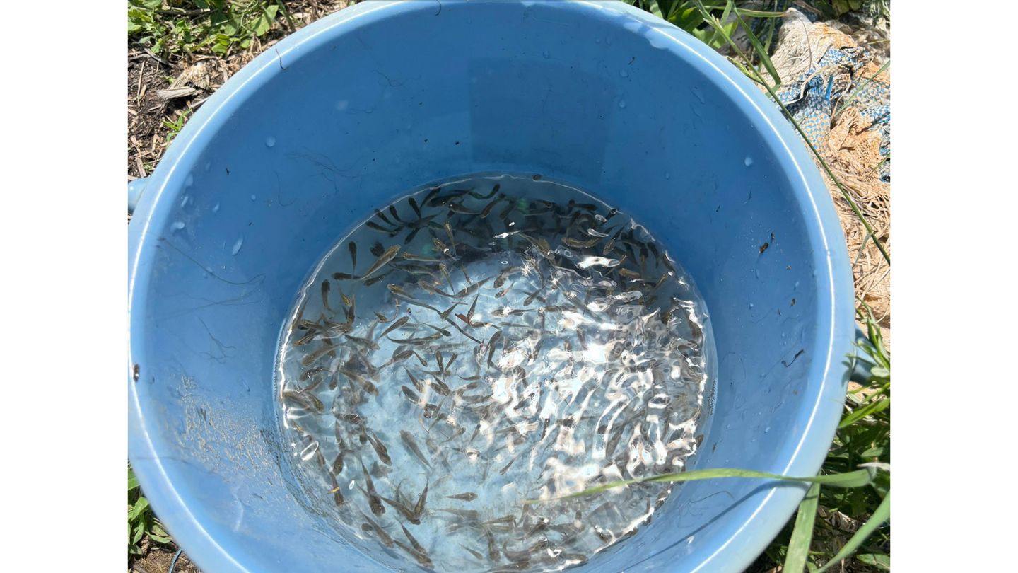 青いバケツの中に、100匹ほどの稚魚が泳いでいる